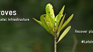 Mangroves: The Green Coastal Infrastructure