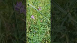 La Luzerne, Plante Contre Les Bouffées de Chaleur - Alfalfa, Plant Against Hot Flashes