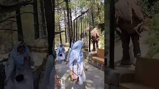 Watch the End 🔥😀😂 #zoo #dinovalleyislamabad #funny #dinosaurvalley #prank #dinovalley #holiday #vlog