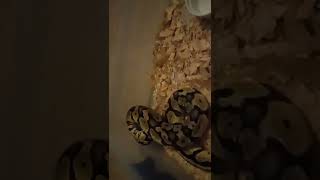 Ball Python Live Feeding Strike