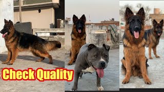 German Shepherd long hair Quality of German Shepherd #germanshepherdpuppy #germanshepherdlonghair