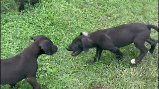 Boerboel puppies on the greens