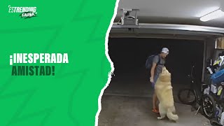 Inesperada amistad: este perro juega con ladrón que entró a su casa