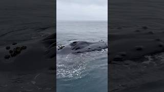 Friendly whale with barnacles! 🐋