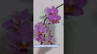 Gece Orkide keyfim #orchid #plants #orkide #çiçek #orchids #flowers #orchid #phalaenopsis