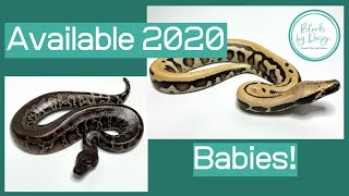 Available 2020 Babies!