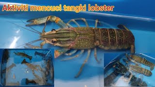 Mencuci tangki lobster dan menukar air ikan cupang