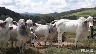 Tourinhos tabapuã PO à venda