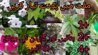 Cuttings update. How to grow permanent plants cuttings in mon...