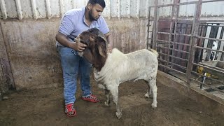 Paalne wale Boer Bakre at Chote Miya Goat Farm || Al Mehtab Goat Farm