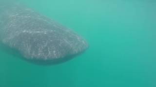 Uncruise, Mexico: Swimming with Whale Shark