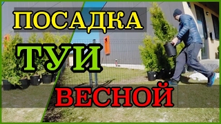 Посадка ТУЙ брабант весной | УСКОРЕННЫЙ РЕЖИМ, ТУИ ЗА 5 МИНУТ