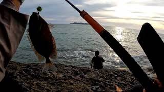 SENSASI BARONANG ARUS DERAS II MANCING BARONANG II Rabbitfish