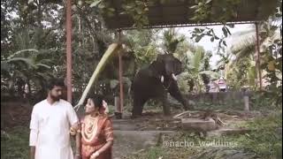 Elephant attack in Kerala, In wedding photo shoot.#viral  #elephantattack #wedding #photoshoot