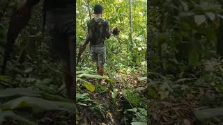 PENCARIAN TANAMAN HIASA DAN BAHAN BONSAI DI HUTAN PART 2