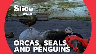 A man among orcas, seals and penguins | SLICE WILD