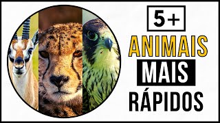 OS 5 ANIMAIS MAIS RÁPIDOS DO MUNDO I DADOS CURIOSOS