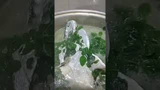 SINABAWANG ISDA #shorts #shortsvideo #shortvideo #short