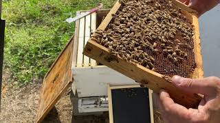 Combining The 2 For 1 Hives (The Easy But Risky Way)