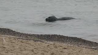 Dänemark 24.09.24 19 Grenen #robbe #seal #wildlife #nature #animals #wildanimals