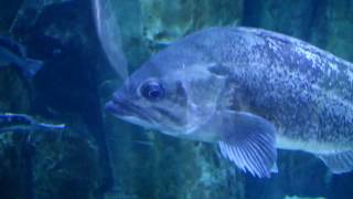 Oregon Coast Aquarium Christmas