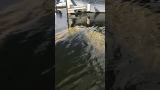 Manatee Tours Miami, two manatees by marina