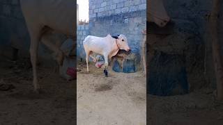 check out this beauty #youtubeshort #animal #cow