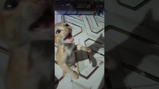 Cat Hungry For Chicken Pakoda || #funny #cat #shorts #shortsfeed #shortvideo