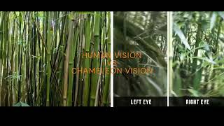 HUMAN VISION VS CHAMELEON VISION - TECHNEX 2022