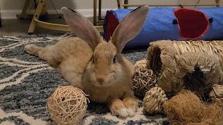 Chewy Rabbit Toy Haul!