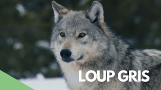 Terra - Loup gris