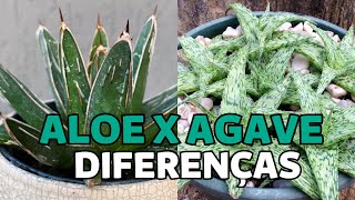 DIFERENÇAS ENTRE ALOE E AGAVE | Greenhouse Suculentas