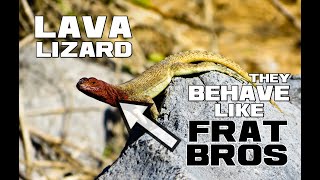 The FRAT BROS of the Galápagos - Lava Lizards - Animal a Day