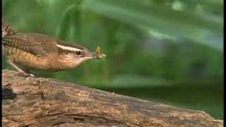 Special Delivery as Wrens Raise Young in Mailbox