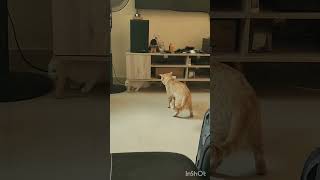 #cat#comedy#trending#video#viral#13/10/24#shorts