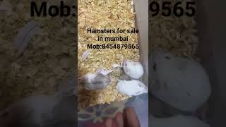 hamsters for sale in mumbai #pets #mumbai #hamsterbabies #forsale #petsforsale #hamsterbreeding