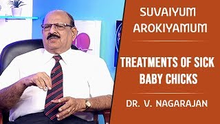 Treatments of sick baby chicks | Dr.V.Nagarajan | Suvaiyum Arokiyamum #121