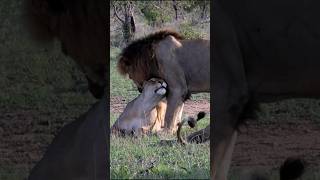 León mostrando afecto por sus damas (Red Road). #lion #nature #wildlife #shorts #viralvideo #short