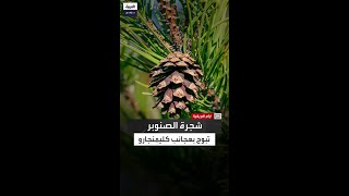 وسط غابات كليمنجارو بتنزانيا وتحت زخات المطر.. عيد اليحيى يعثر على شجرة أثارت دهشته