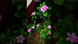 আমরা সবাই এই গাছটির সাথে পরিচিত #shorts#flowers #beauty #naturebeauty #mis2creation #