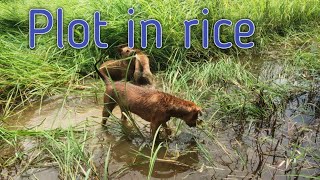 #Plot #in #rice #wow #love #cute #dog