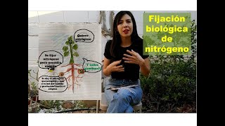 El fertilizante más natural del mundo/Fijación biológica de nitrógeno/suelo y plantas