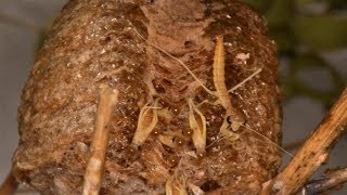 Praying Mantises Hatch And Emerge From Cocoon