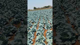 #cauliflower farming #farmer #villagelife