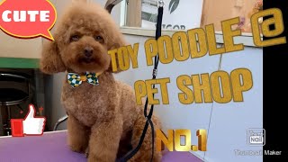 Toy Poodle at the pet shop #shorts