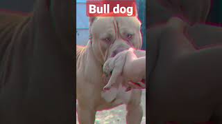 Bull Dog #shorts # #youtubefeeds #youtubeshorts #ashortaday #shortsfeed #feedshorts #shortvideo