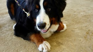 How do you socialize an adult Bernese Mountain Dog?