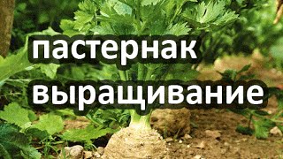 Пастернак - вырастить пастернак из семян