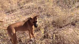 Hades - Boxer Ridgeback Mix