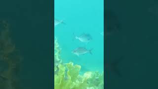 fish watching.  Blue Moki Stewart Island New Zealand